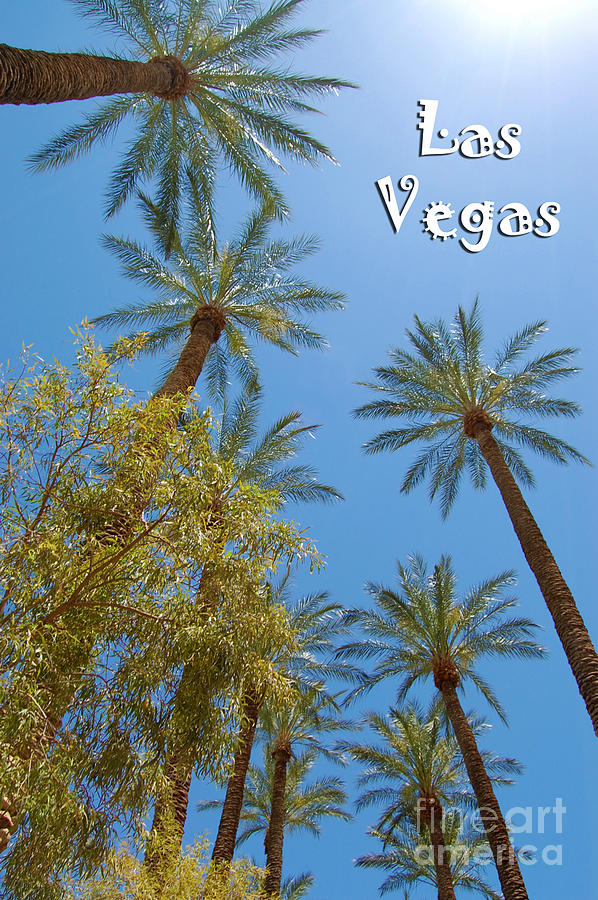 Las Vegas Palms Photograph by Debra Thompson