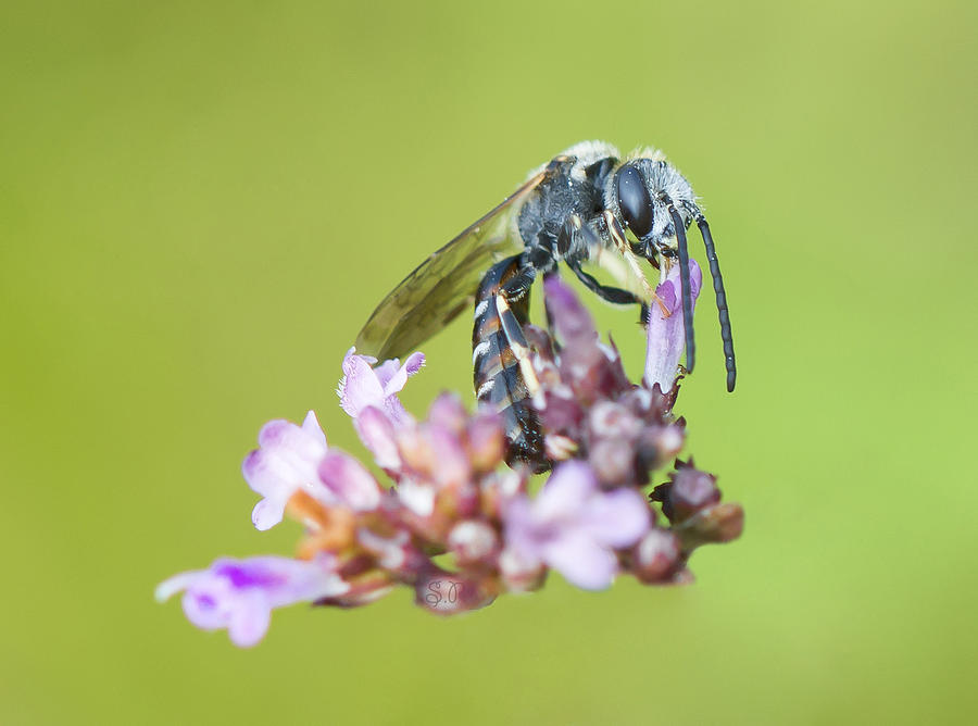 Lasioglossum pauxillum Photograph by Steven Poulton