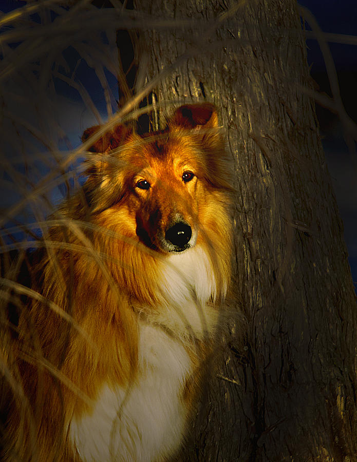 Lassie Come Home Look a Like Photograph by Randall Branham