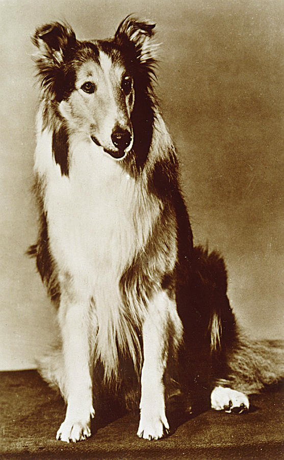 Pal (1940 – 1958) was a Rough Collie (male) actor and the first in