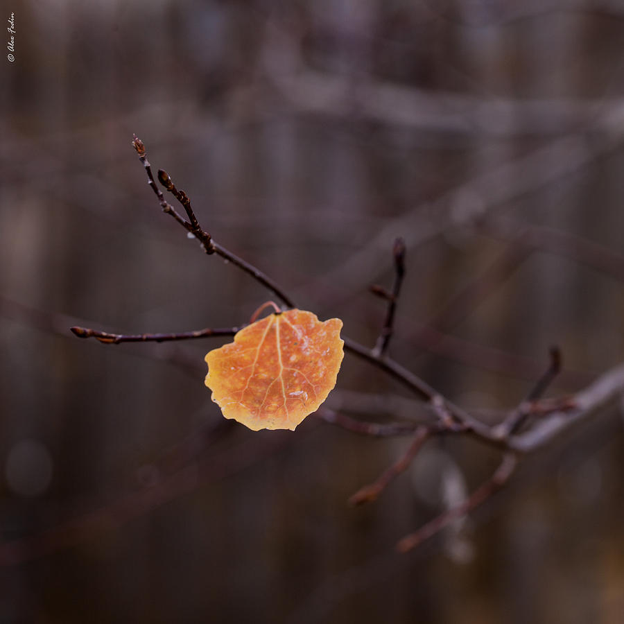 Last Autumn Leaf Photograph by Alexander Fedin