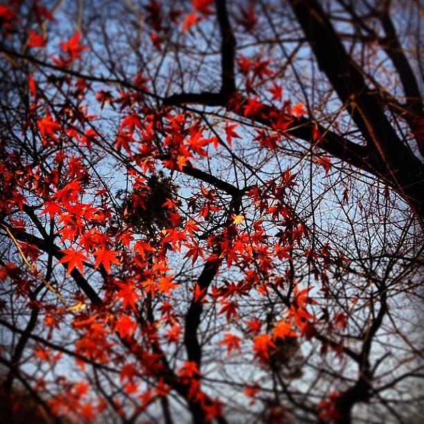 London Photograph - Last Autumn Leaves.#autumn #popularpage by Saito Hironobu