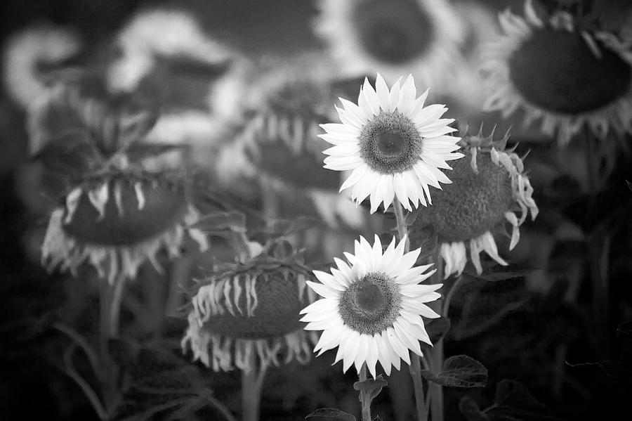 Flower Photograph - Last Blooms by Peter Falkner