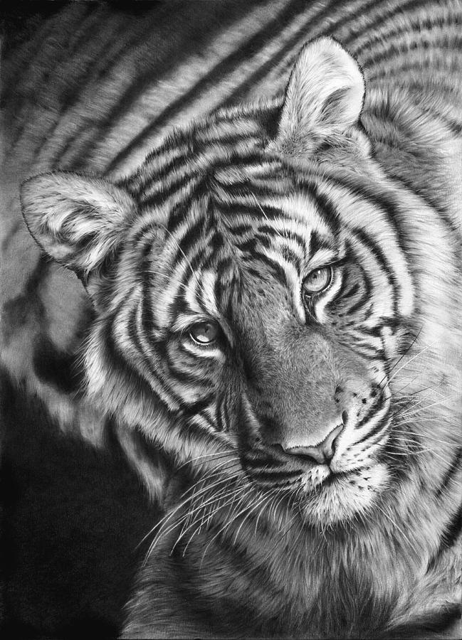 Wildlife Drawing - Last Chance To See by Peter Williams