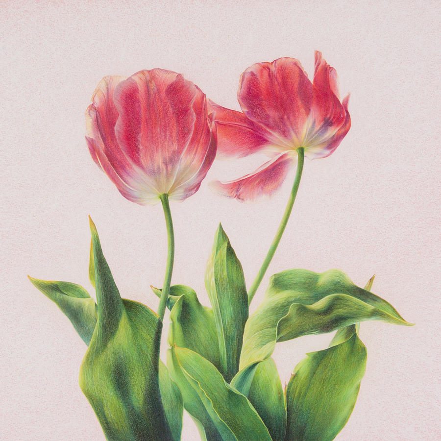 Tulip Painting - Last Dance by Lynn Bywaters