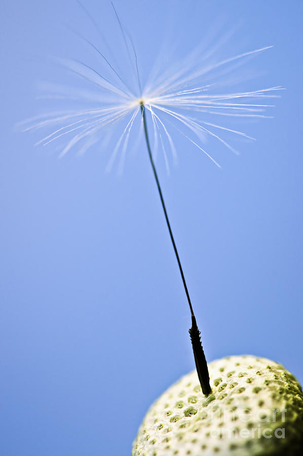 Nature Photograph - Last dandelion seed by Elena Elisseeva