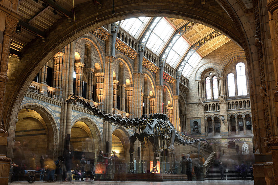 Last Day At The Museum For Dippy The Photograph by Dan Kitwood