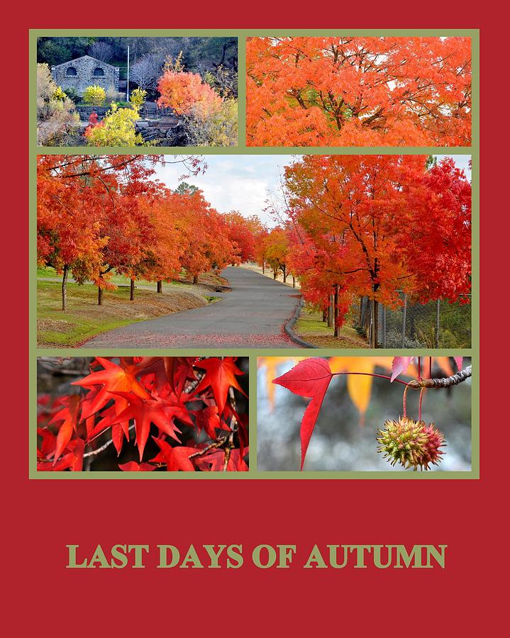 Last Days of Autumn Photograph by AJ  Schibig