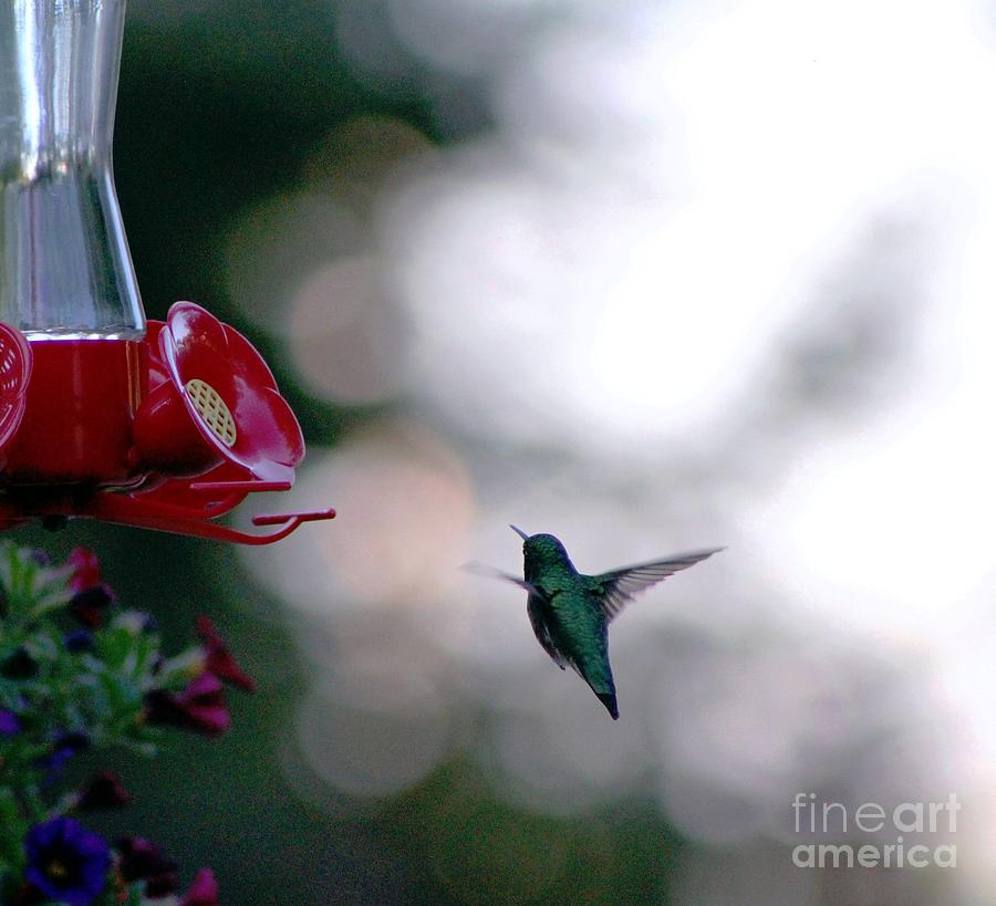 Hummingbird Photograph - Last Drink of the Night by Margaret Hamilton