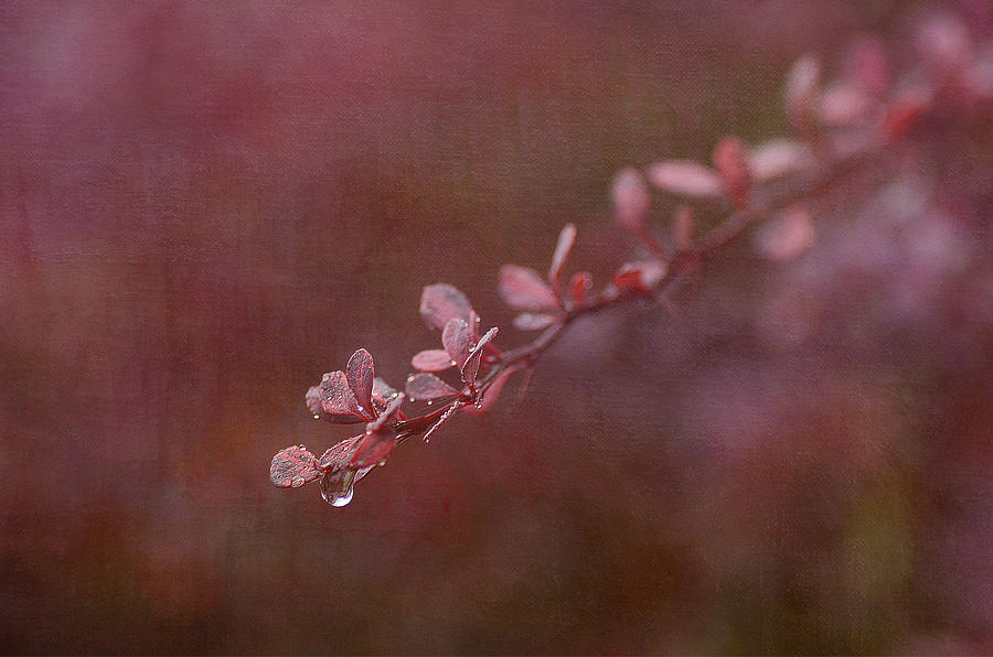 Nature Photograph - Last Drop by Fraida Gutovich