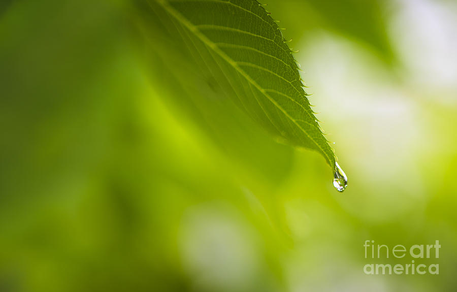 Last Drop of Rain Photograph by Diane Diederich