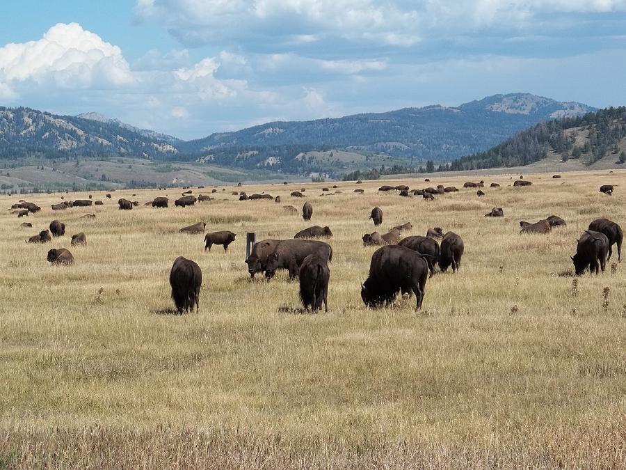 Yellowstone National Park Photograph - Last Herd  by Ronald Weatherford