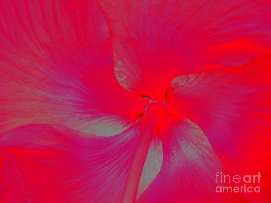  Hibiscus Flower Photograph by Susan Carella