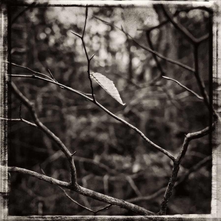 Last Leaf Photograph by Frank Winters
