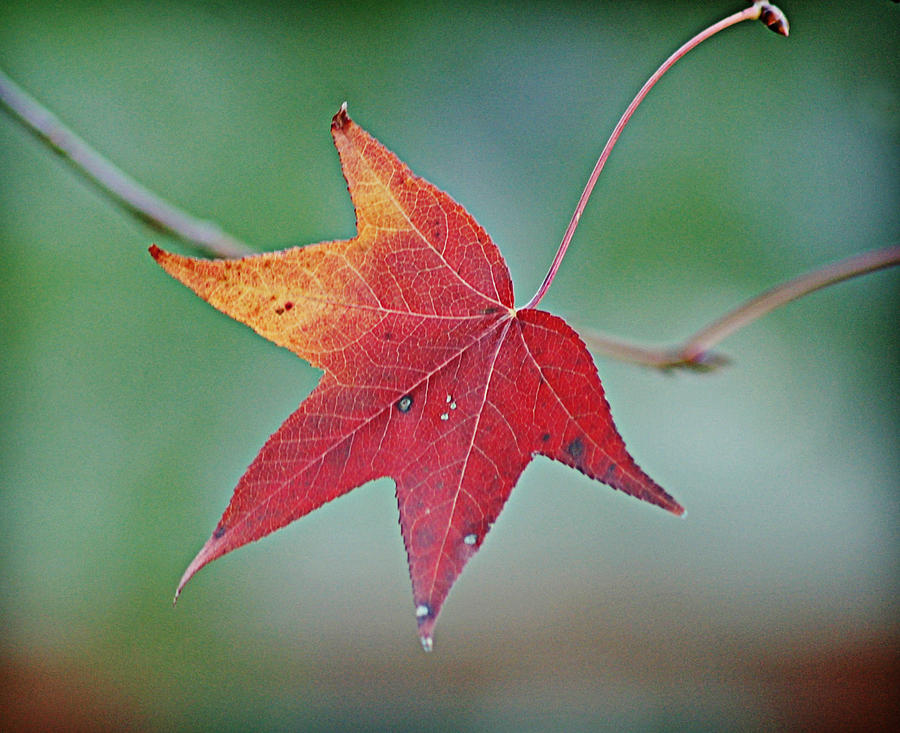 Last Leaf Photograph by Linda Brown