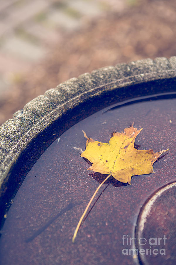 Last Leaf of Autumn Photograph by Diane Diederich