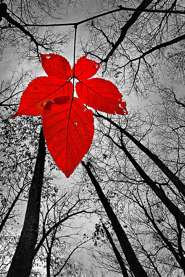 Last Leaf of November Photograph by Robert Charity