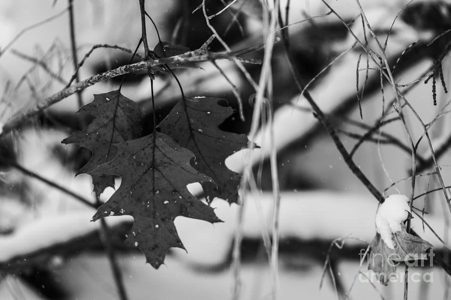Last Leaves Photograph by JT Lewis