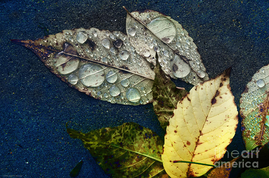 Fall Photograph - Last Leaves by Mary Machare