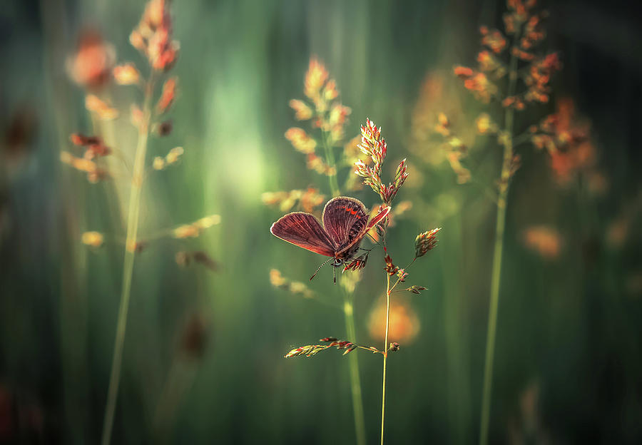 Butterfly Photograph - Last Light by Florentin Vinogradof