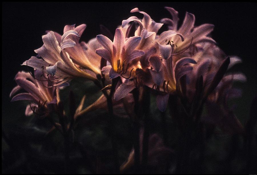 Flowers Still Life Photograph - Last Light Lillies by Doug Barber