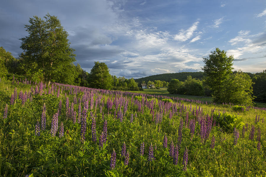 Last Light on the Lupines Photograph by White Mountain Images