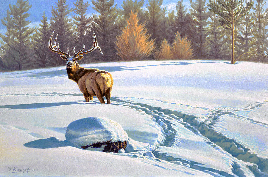 Wildlife Painting - Last Look  -Elk by Paul Krapf