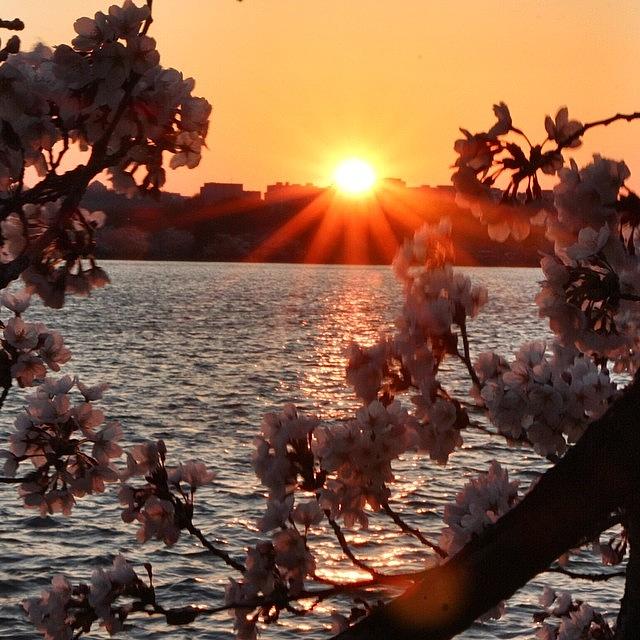 Sunset Photograph - Last Nights Sunset...#cherryblossoms by Loren Southard