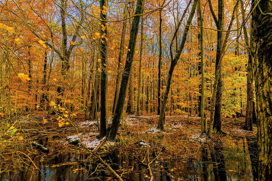 Last of Autumns Color Photograph by Louis Dallara