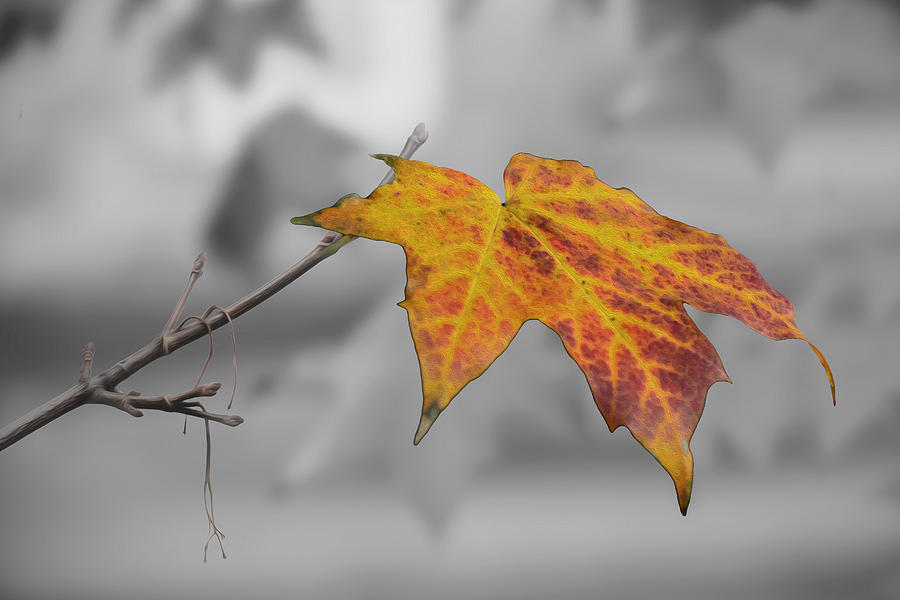 Last of the Autumn Leaves Photograph by Veli Bariskan