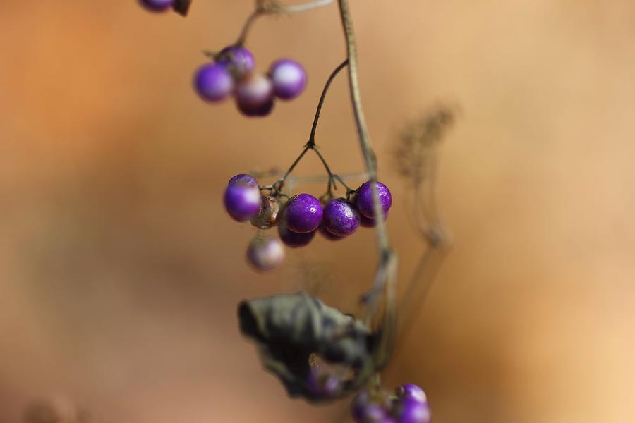 Fall Photograph - Last of the Berries by Katherine White