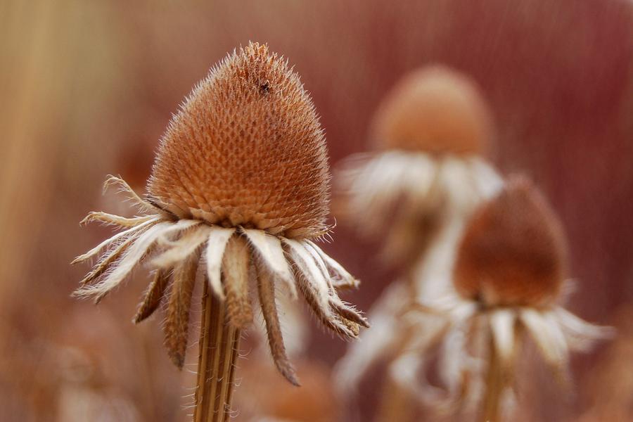 Last of the Coneflowers Photograph by Greni Graph