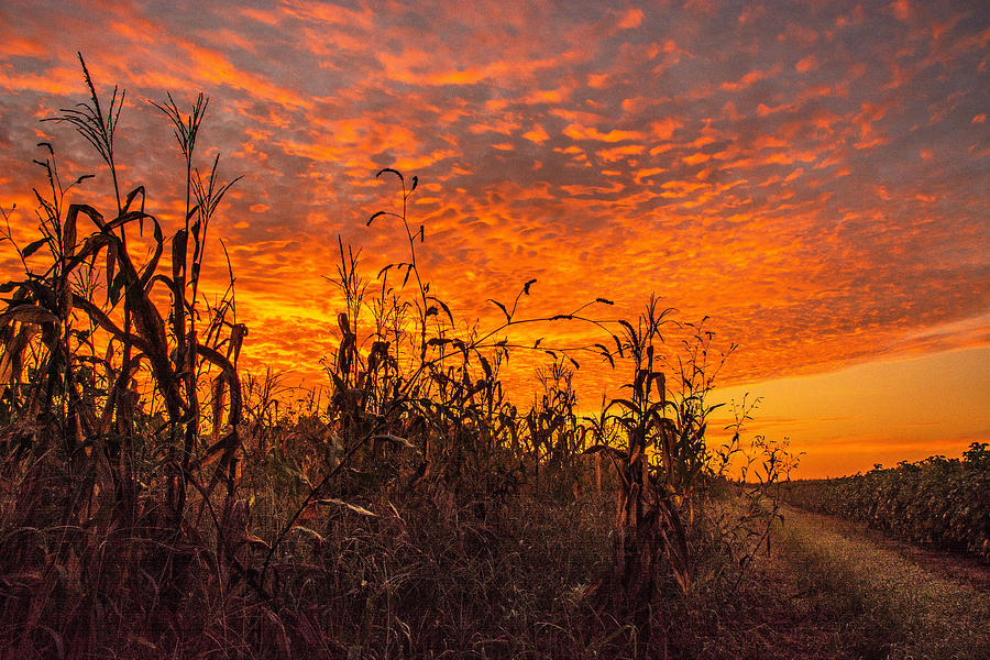 Last Of The Field Corn  Photograph by John Harding