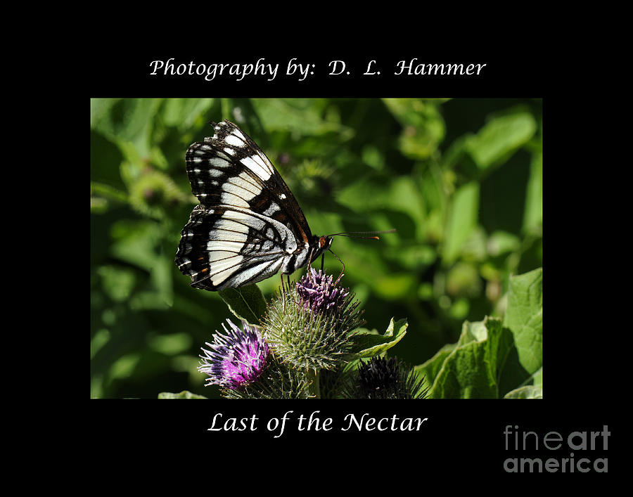 Last of the Nectar Photograph by Dennis Hammer