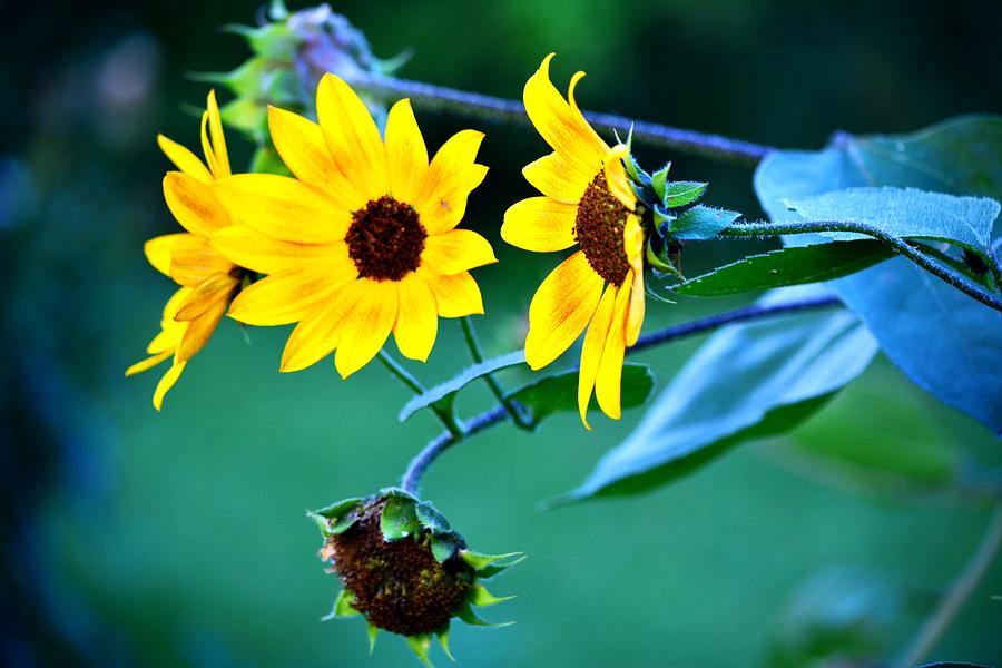 Flower Photograph - Last of the Sunflowers by Karen Majkrzak