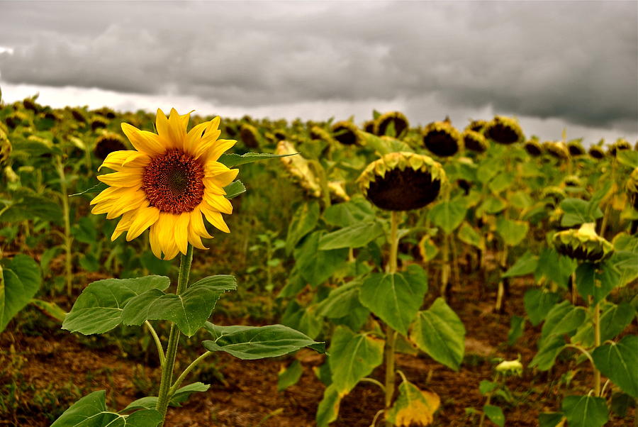 Sunflower Photograph - Last One Standing  by Stephanie  Welzel