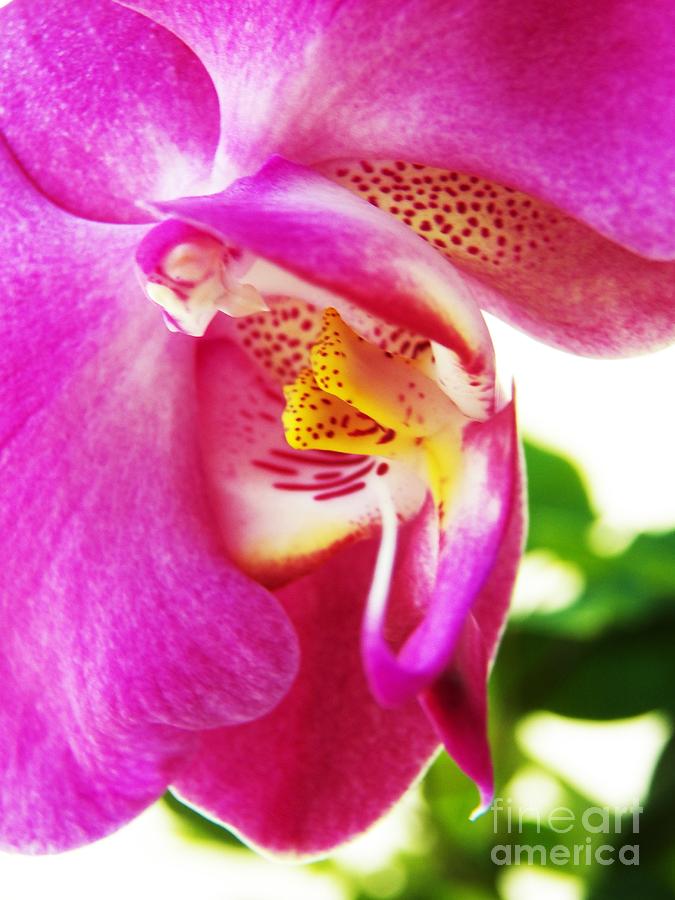 Orchid Photograph - Last Orchid Waves Goodbye by Judy Via-Wolff