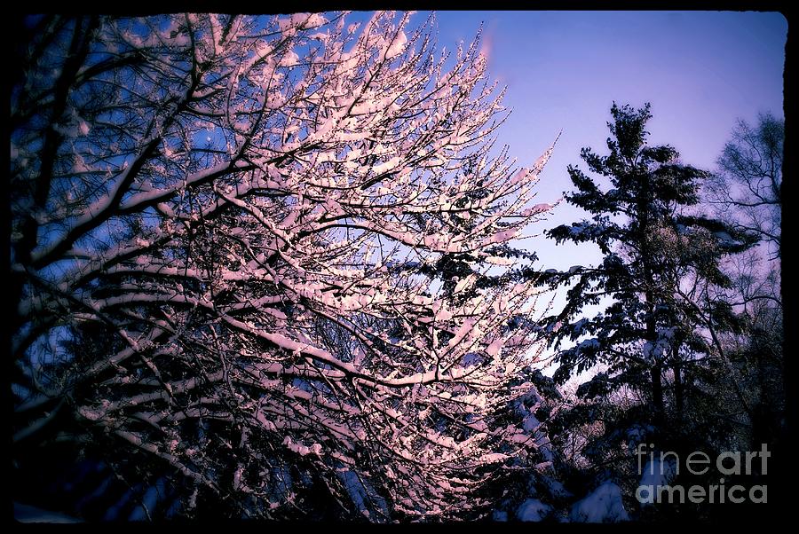 Last Peek of Winter Sun Photograph by Frank J Casella