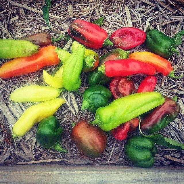 Last Peppers Harvest For 2013 In The Photograph by Blake Kirby