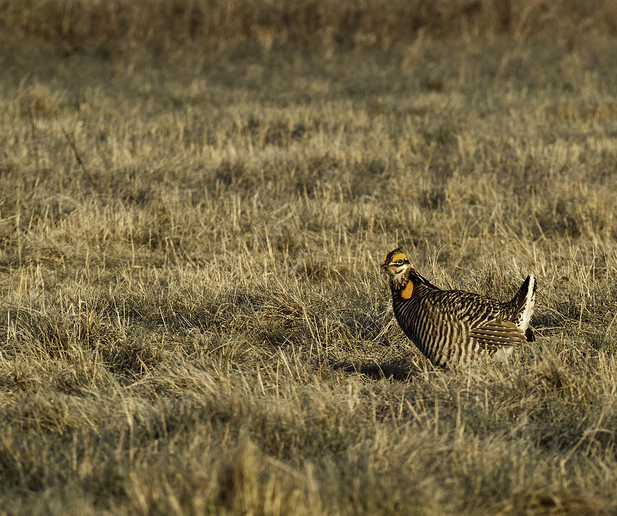 Last Prairie Chicken on the Booming Grounds  Photograph by Thomas Young