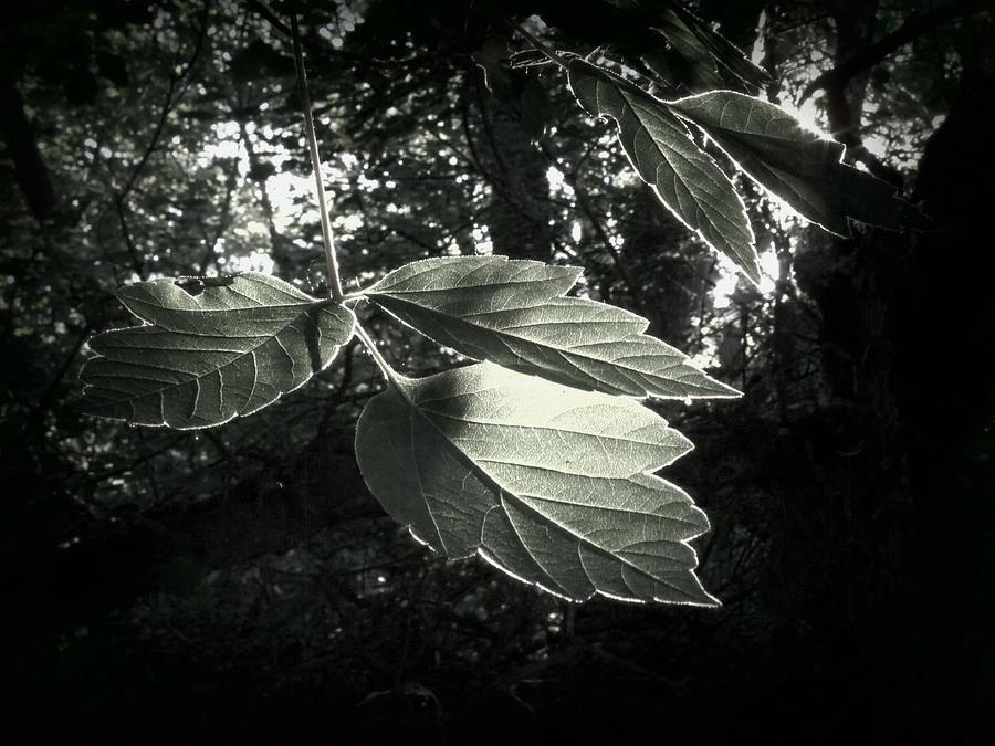 Tree Photograph - Last Rays II by Jessica Myscofski