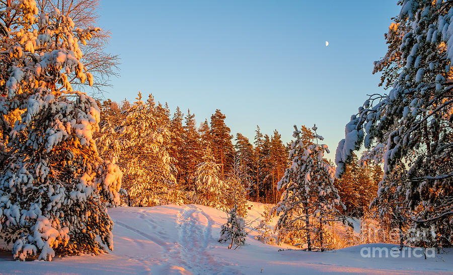 Nature Photograph - Last Rays of Light in the Winter Forest by Ismo Raisanen