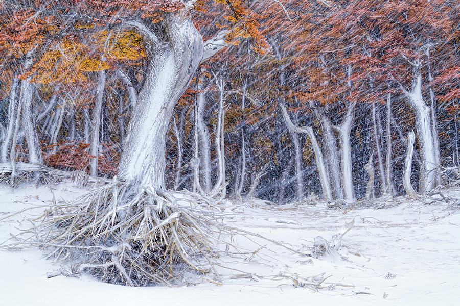 Winter Photograph - Last Show by John Fan