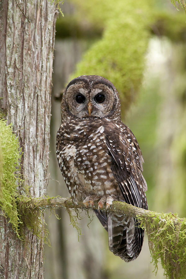 Last Stand Of The Spotted Owl Photograph by Stuart Clarke