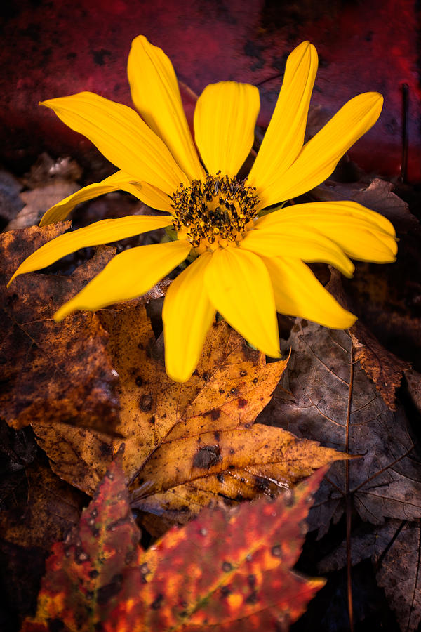 Last Sunflower in Autumn leaves Photograph by Chris Bordeleau