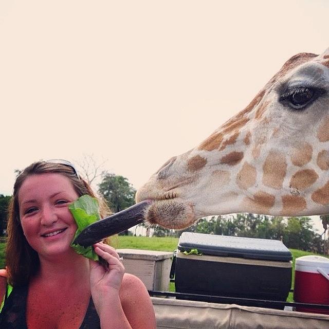 Giraffe Photograph - Last #tbt You Havent #lived If You by Crystal Duncanson