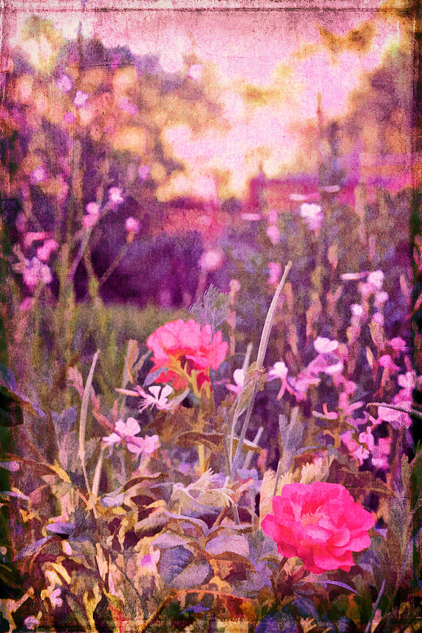 Last Years Garden Photograph by Pamela Cooper