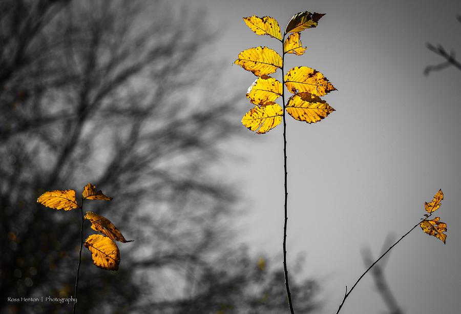 Last Yellow Leaves Photograph by Ross Henton