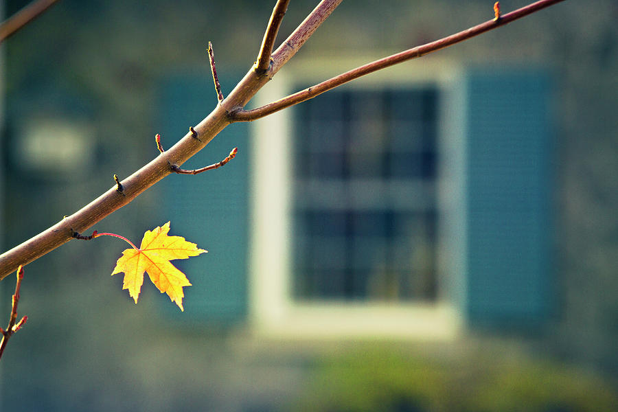 Last Yellow Maple Leaf On A Branch Photograph by Linda Raymond