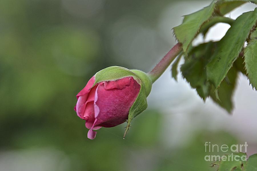 Lasting Rose Photograph by Carol  Bradley